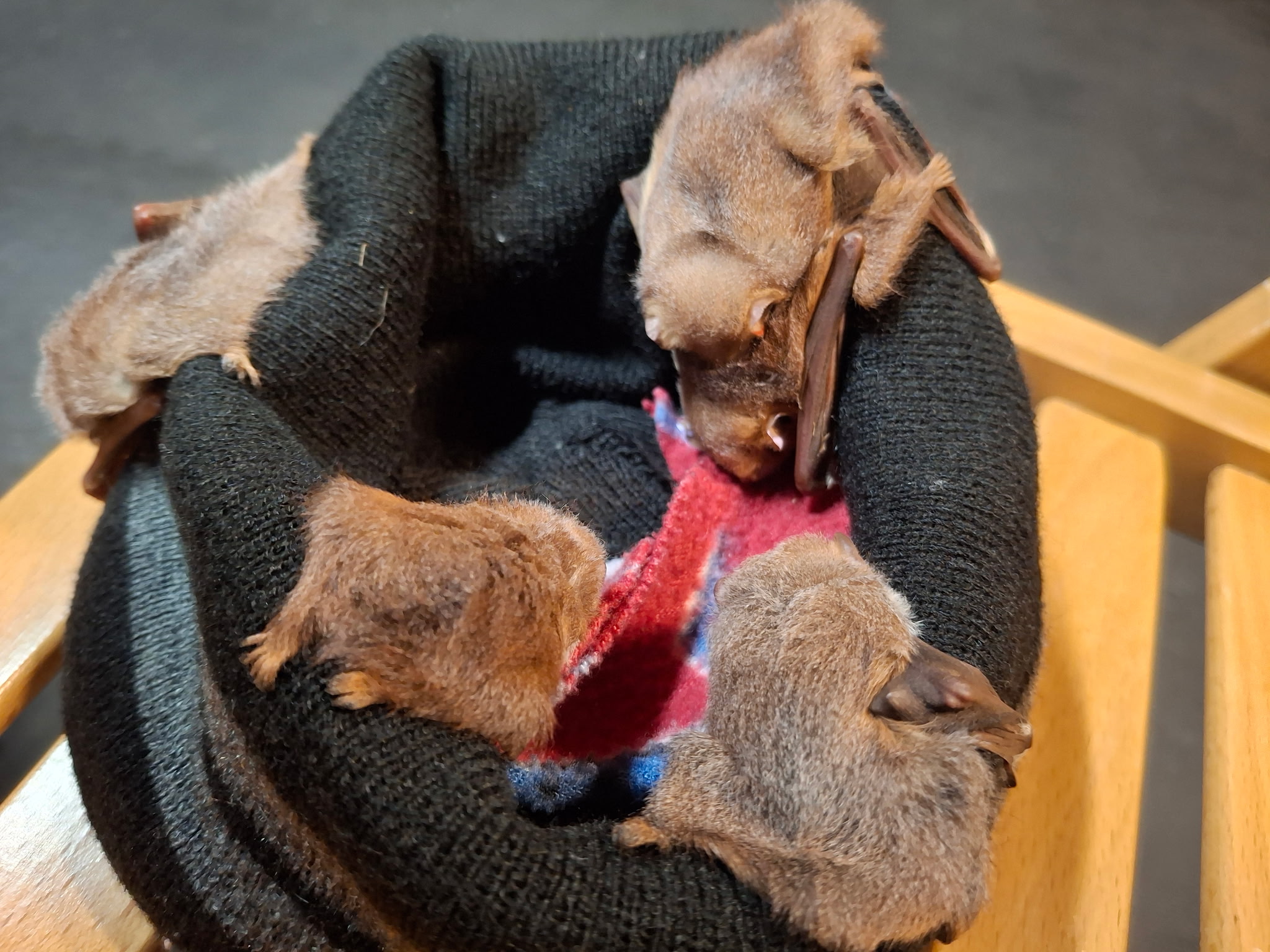 Bat Education and Rehabilitation of Grainger County