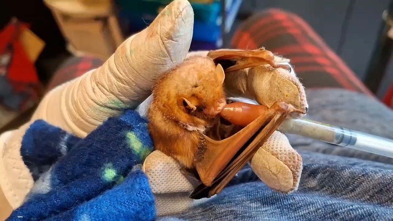 Bat Education and Rehabilitation of Grainger County