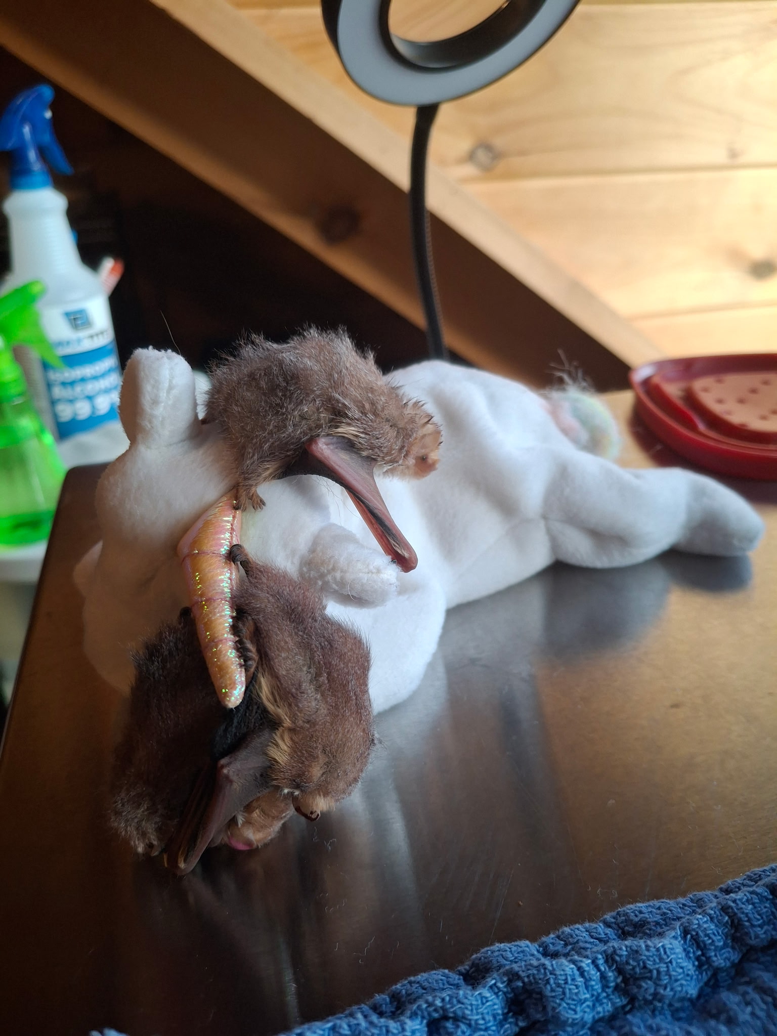 Bat Education and Rehabilitation of Grainger County