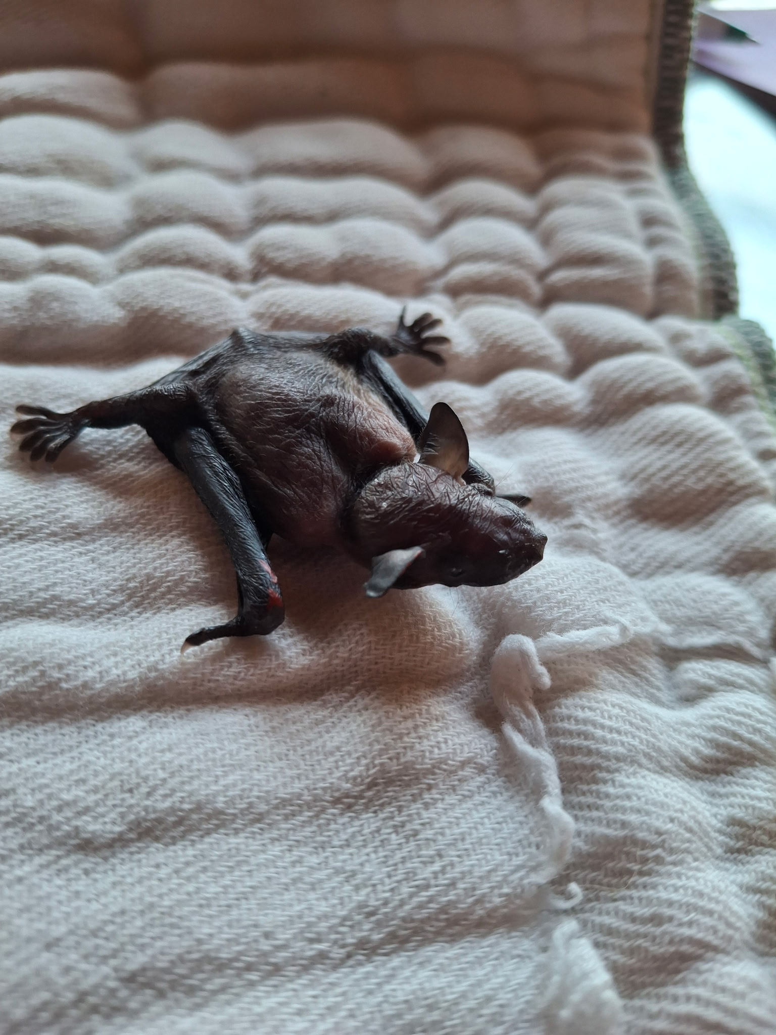 Bat Education and Rehabilitation of Grainger County