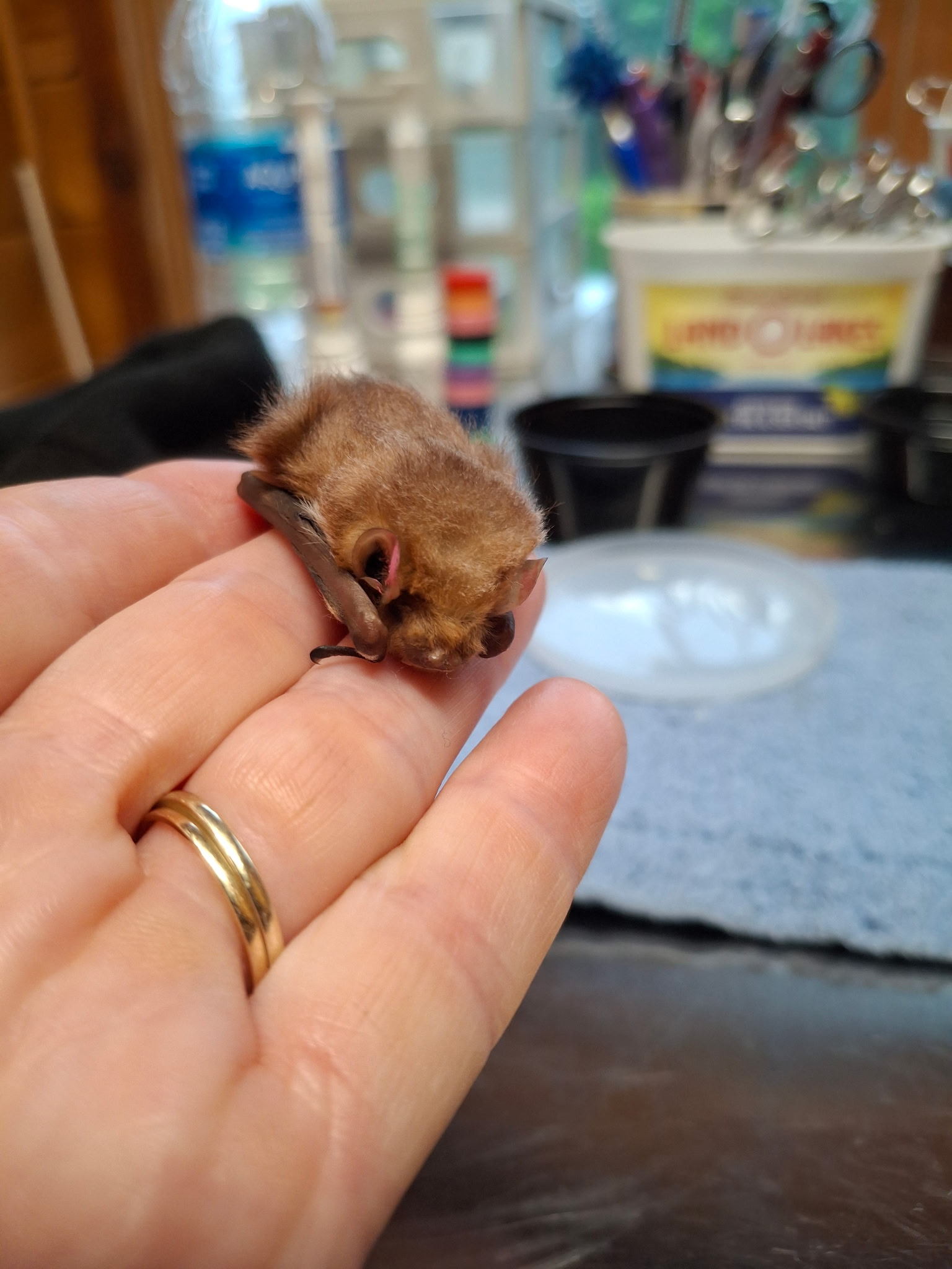Bat Education and Rehabilitation of Grainger County
